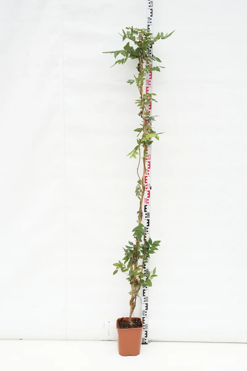 Wisteria brach. 'Yokohama Fuji' 150-200 cm C5 (5 liters kruka)
