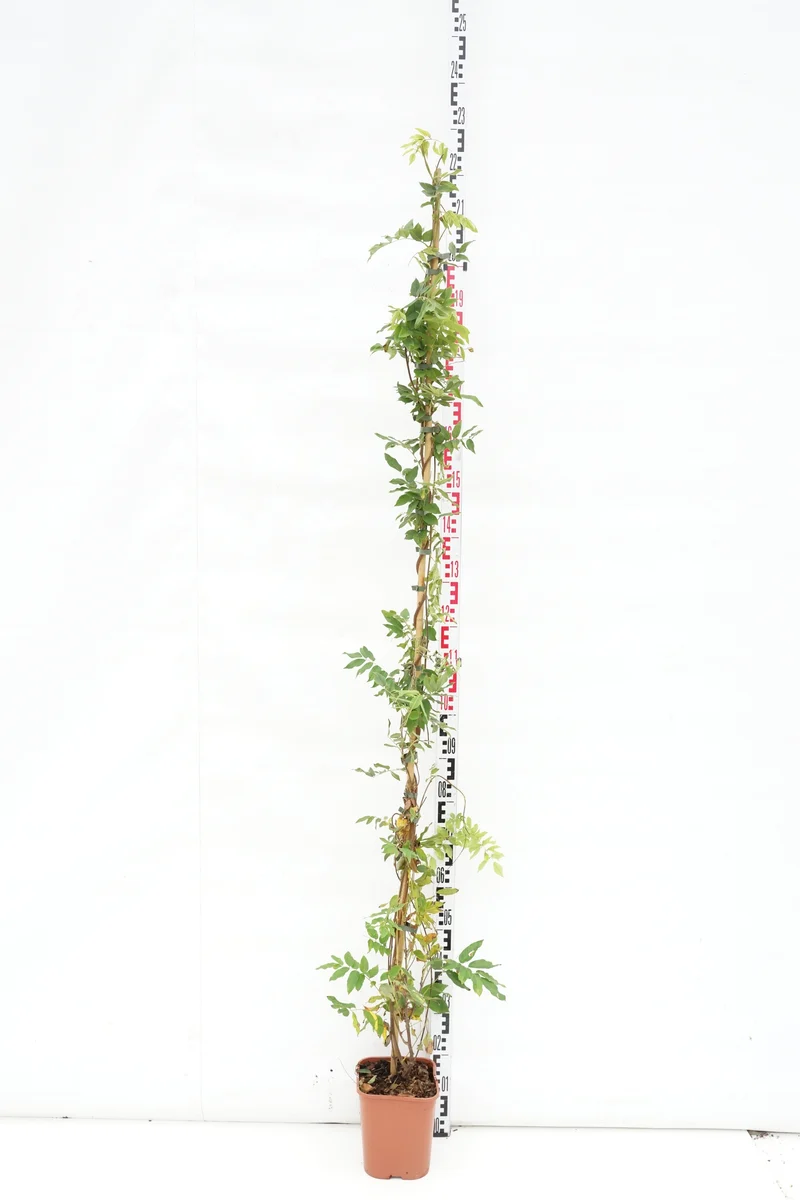 Wisteria brach. 'Showa-beni' C5 (5 liters kruka) 150-200 cm