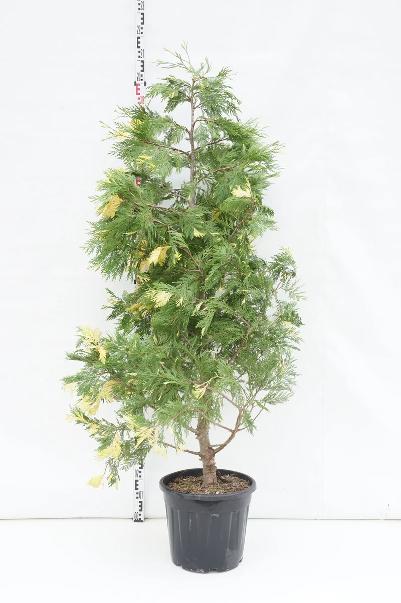Calocedrus dec. 'Aureovariegata' C30 (30 liters kruka) 150+ cm