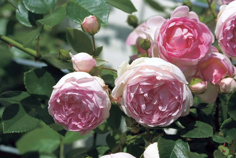Rosa 'Jasmina' C5 (5 liters kruka)