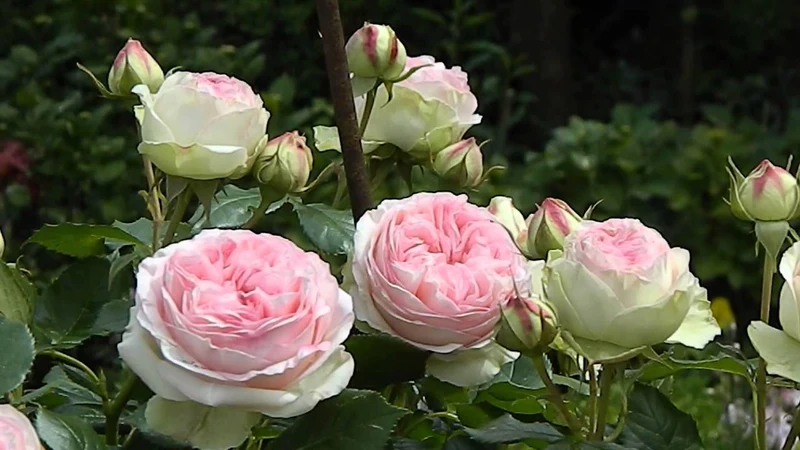 Rosa (T) 'Eden Rose' C5 (5 liters kruka)
