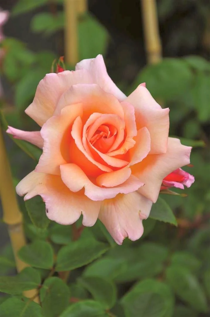 Rosa (K) 'Compassion' C5 (5 liters kruka)