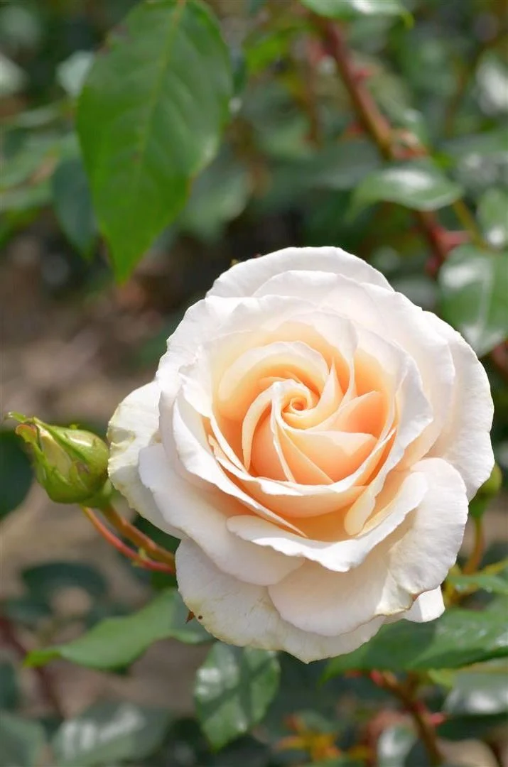 Rosa 'Eloise' C5 (5 liters kruka)