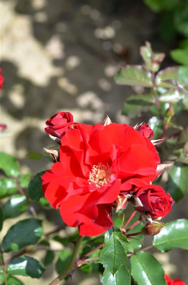 Rosa (F) 'Roter Korsar' C5 (5 liters kruka)