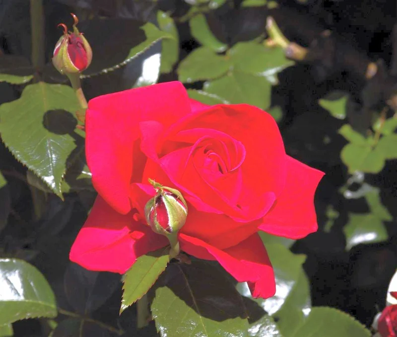 Rosa 'Red Flame' C5 (5 liters kruka)