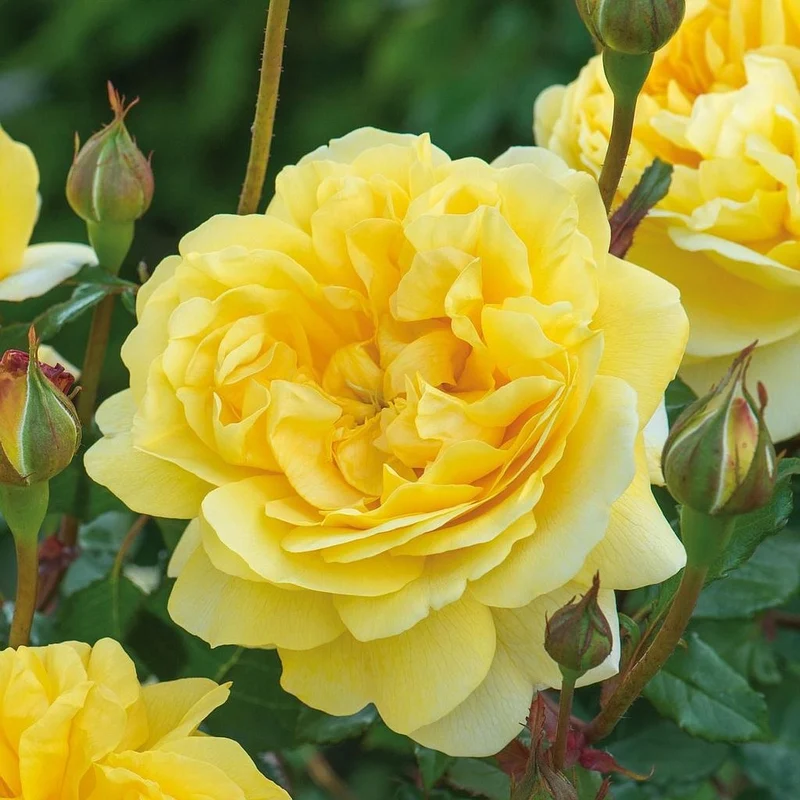 Rosa 'The Poet's Wife' C3 (3 liters kruka)
