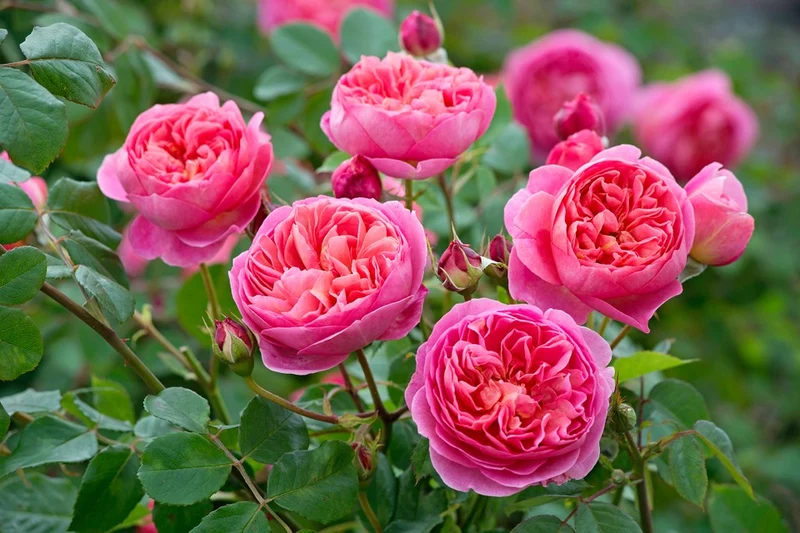 Rosa 'Boscobel' C3 (3 liters kruka / 19 cm kruka)
