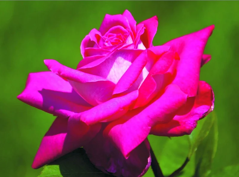 Rosa (T) 'Acapella' C5 (5 liters kruka) 30-50 cm
