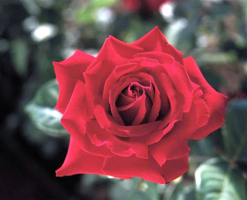 Rosa (T) 'Duftfestival' C5 (5 liters kruka) 30-50 cm