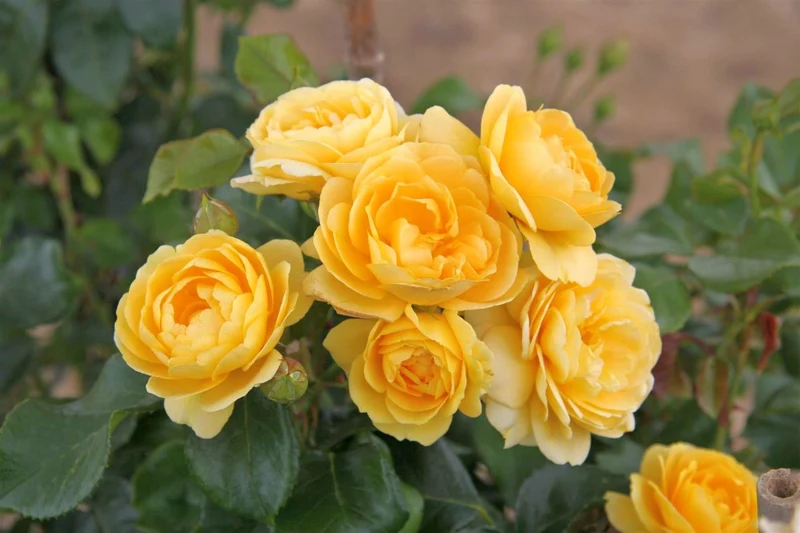 Rosa (F) 'Indiane' C5 (5 liters kruka)