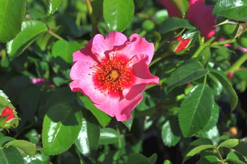 Rosa 'Eyes on Me' C5 (5 liters kruka)