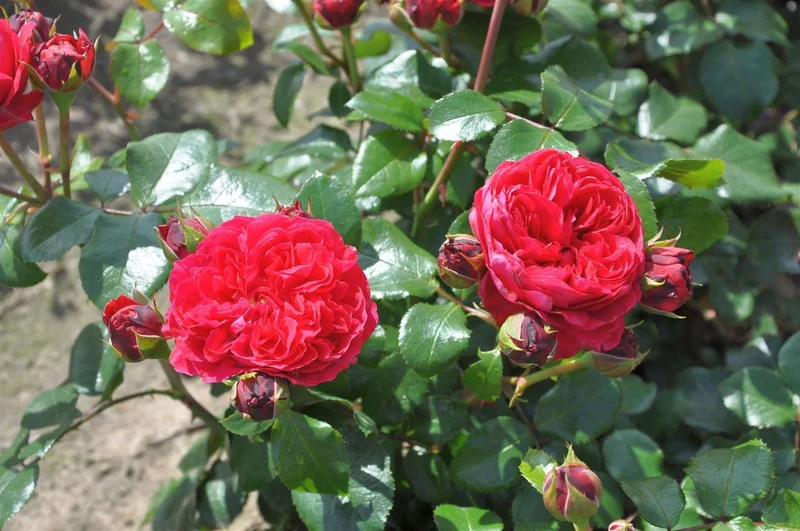 Rosa (F) Red Leonardo da Vinci C5 (5 liters kruka)