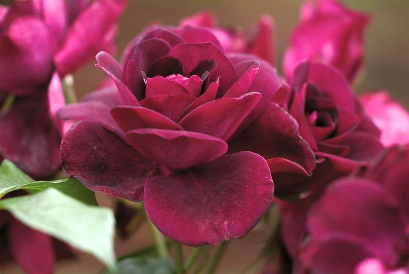 Rosa (F) 'Burgundy Ice' C5 (5 liters kruka)
