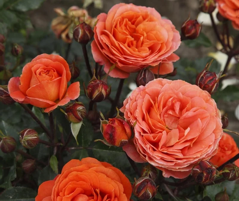 Rosa (F) 'Rouge Meilove' C5 (5 liters kruka)