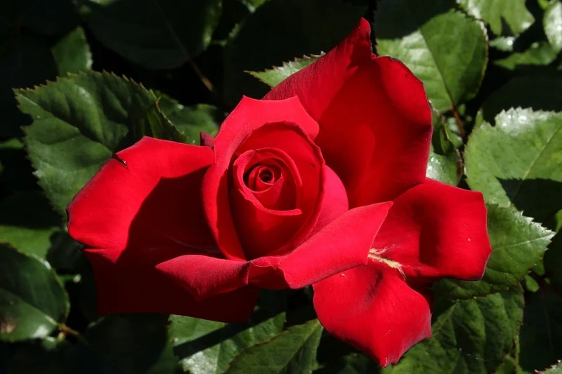 Rosa 'Grande Amore' C5 (5 liters kruka)