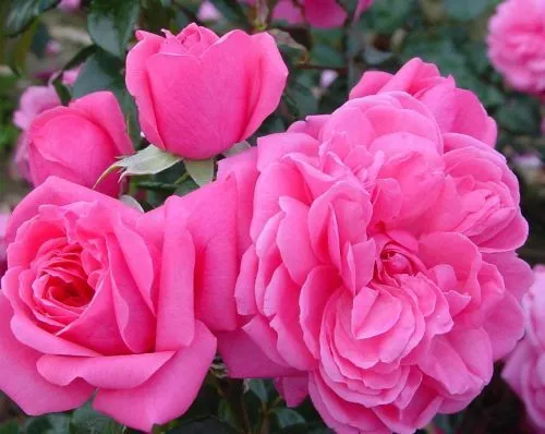 Rosa (H) 'Berleburg' C5 (5 liters kruka)