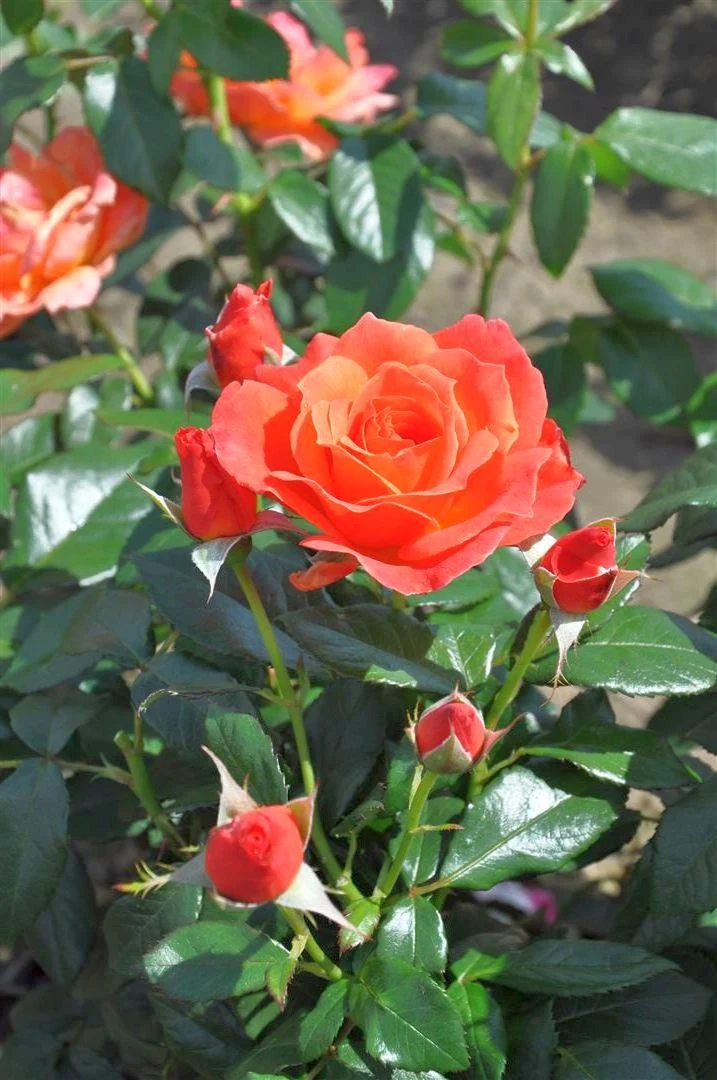 Rosa (F) 'Fellowship' C5 (5 liters kruka)
