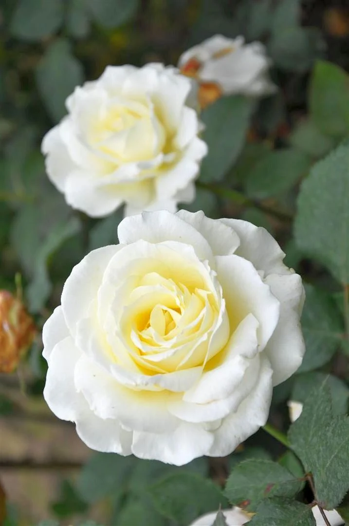 Rosa (T) 'Memoire' – C3 (3 liters kruka)