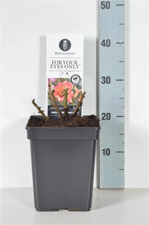 Rosa 'For your Eyes Only' C5 (5 liters kruka)