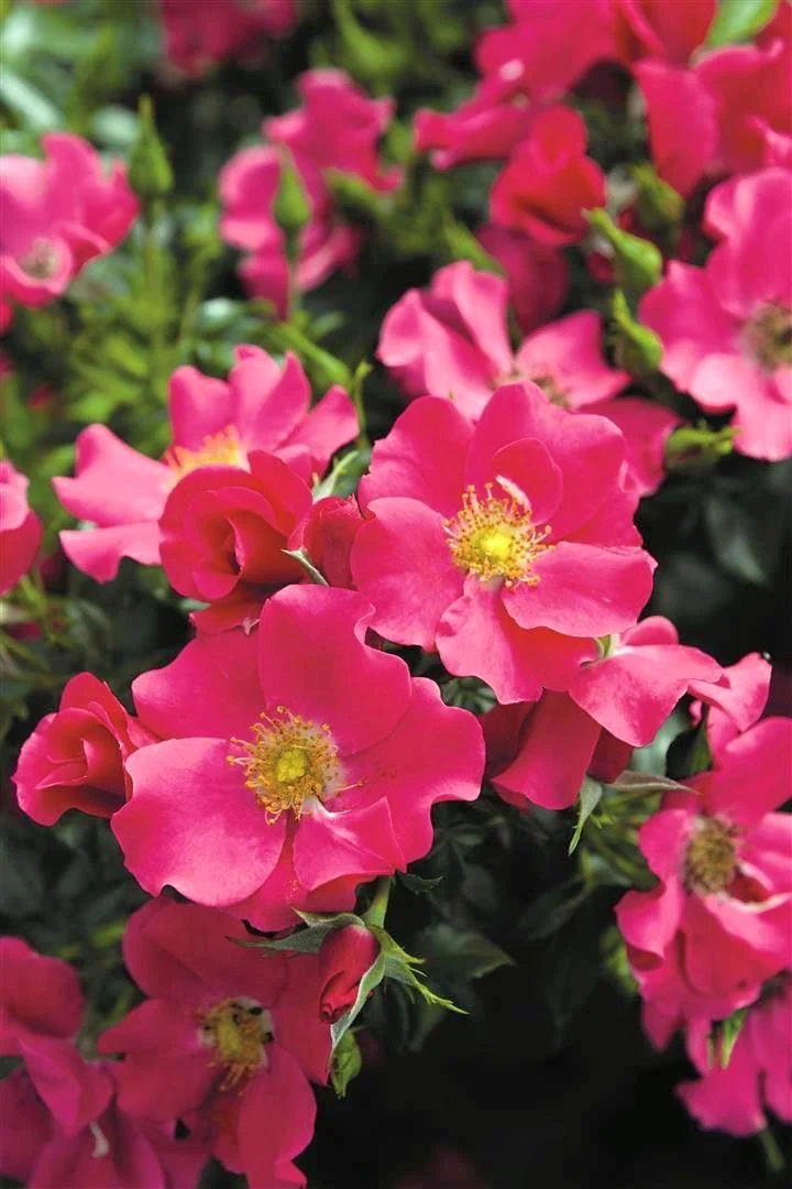 Rosa (H) 'Stadt Rom' C3 (3 liters kruka)