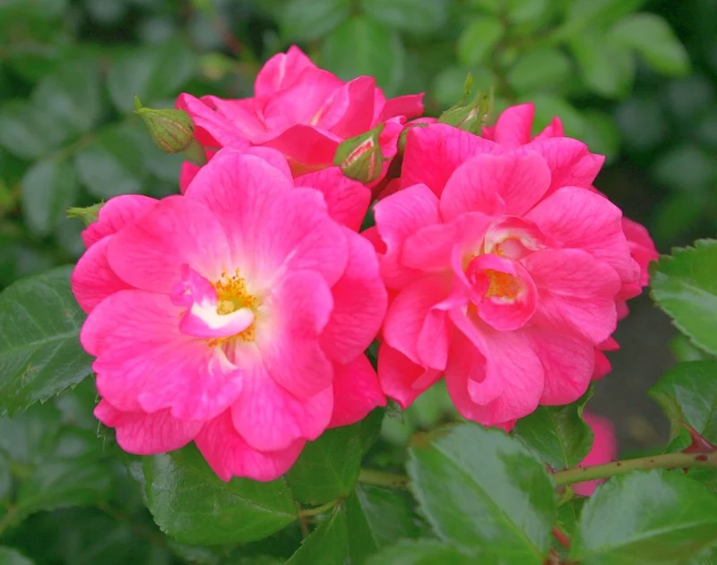 Rosa 'Palmengarten Frankfurt' C3 (3 liters kruka)