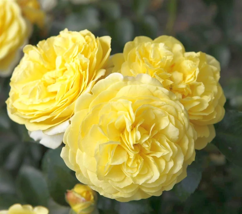 Rosa (F) 'Solero' C3 (3 liters kruka)