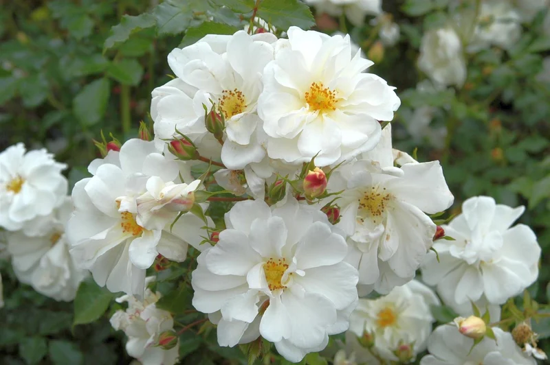 Rosa (P) Diamant C3 (3 liters kruka) / 19 cm kruka
