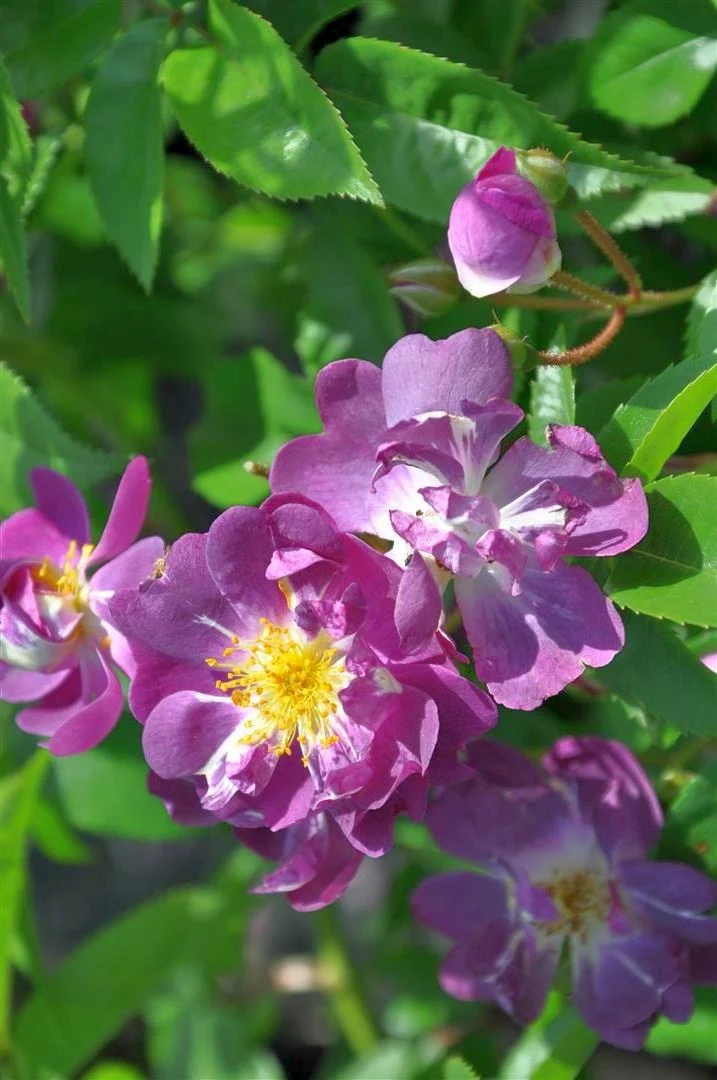Rosa 'Veilchenblau' C3 (3 liters kruka)