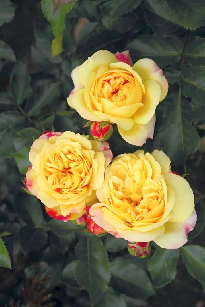 Rosa 'Lampion' C3 (3 liters kruka)