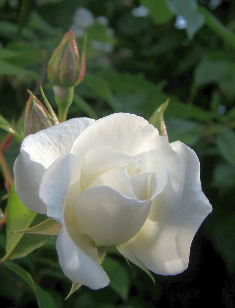 Rosa (P) 'Snow Princess' C3 (3 liters kruka)
