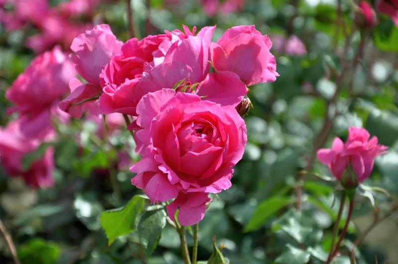 Rosa 'Pink Cloud' - Klätterros C3 (3 liters kruka)