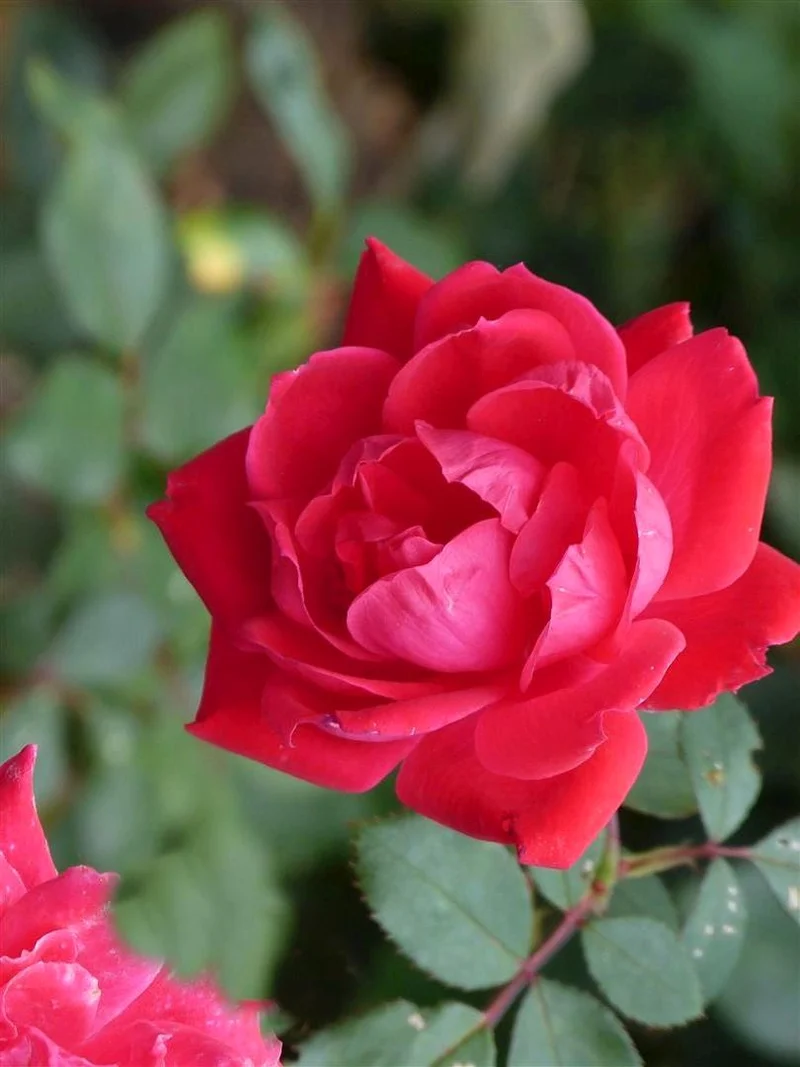 Rosa (K) 'Paul's Scarlet Climber' C3 (3 liters kruka)