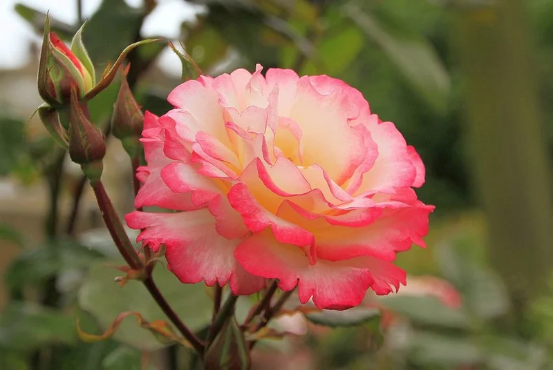 Rosa (K) 'Libretto' C3 (3 liters kruka)