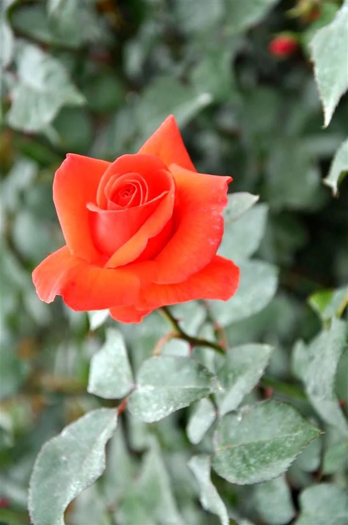Rosa 'Bionda' C3 (3 liters kruka / 19 cm kruka)