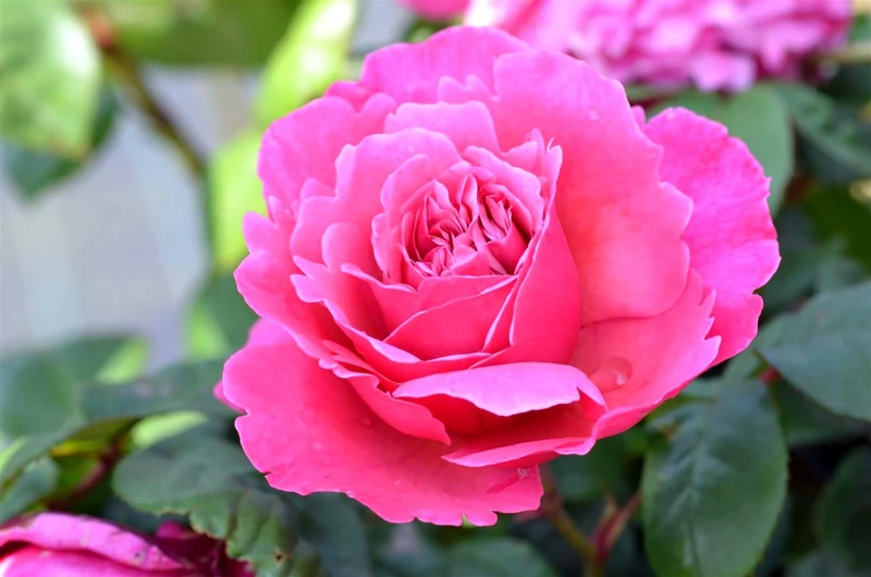 Rosa 'Elbflorenz' C3 (3 liters kruka)