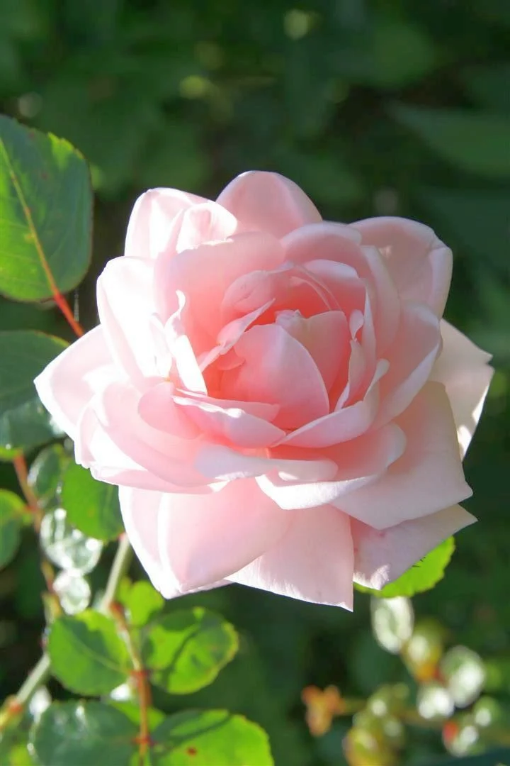 Rosa (K) 'New Dawn' C3 (3 liters kruka / 19 cm kruka)