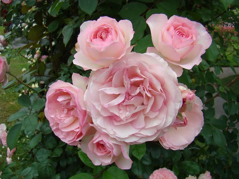 Rosa (T) 'Eden Rose' C3 (3 liters kruka)