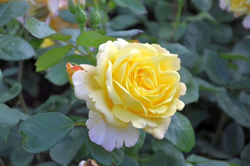 Rosa 'Climbing Chinatown' C3 (3 liters kruka)