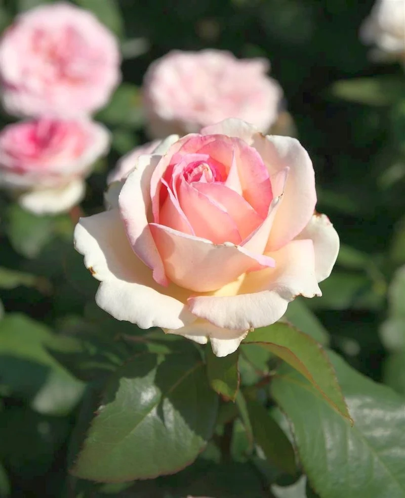 Rosa 'Souvenir de Baden-Baden' C3 (3 liters kruka)