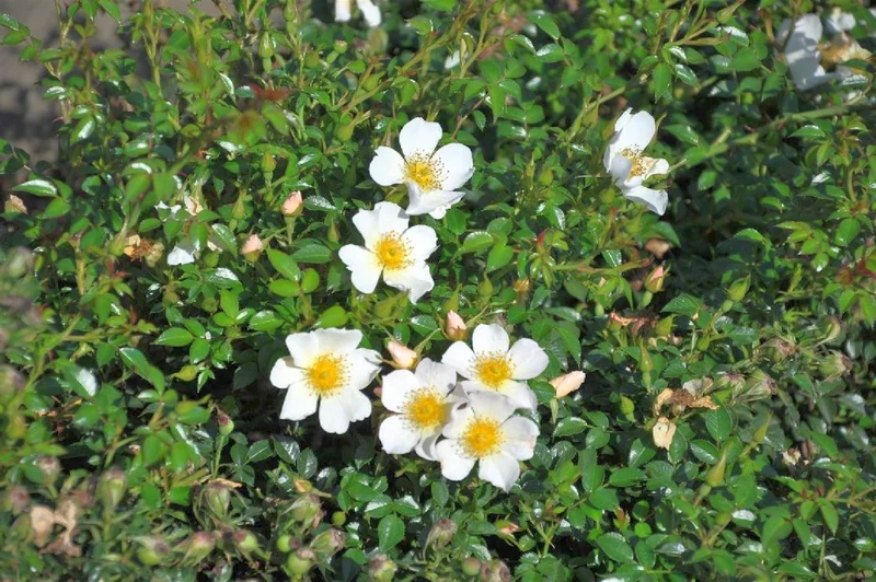 Rosa (M) 'Sonnenroschen' C3 (3 liters kruka)
