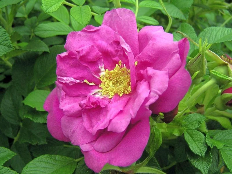 Rosa (R) 'Rotes Meer' C3 (3 liters kruka)