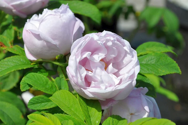 Rosa (H) 'Schneekoppe' C3 (3 liters kruka)