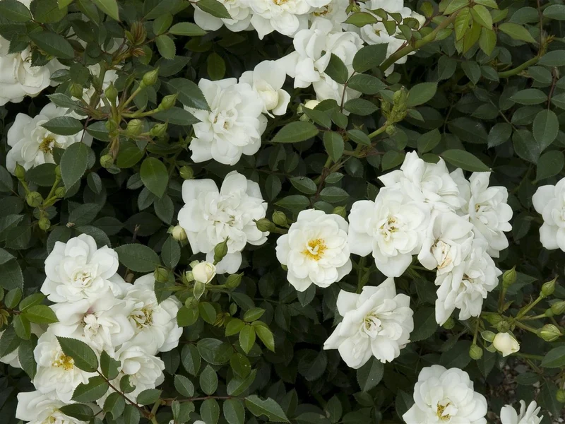 Rosa (PA) s.'Crystal Fairy' C3 (3 liters kruka) / 19 cm kruka