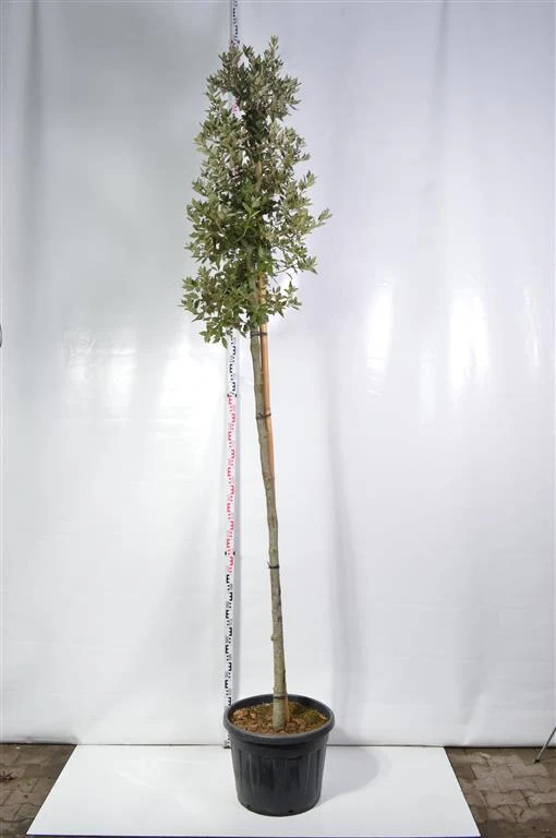 Quercus ilex 12-14 cm C70 (70 liters kruka)