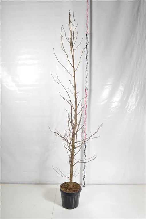 Liquidambar styraciflua C30 (30 liters kruka) 250-300 cm