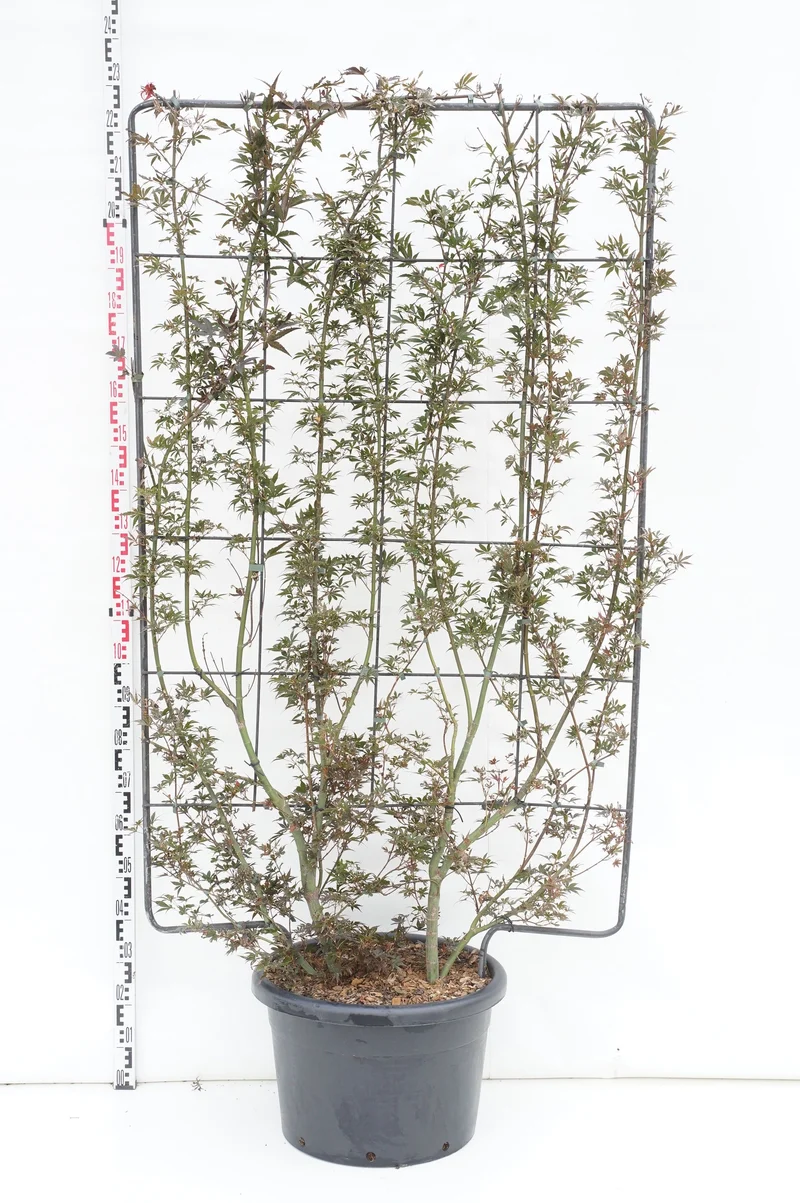 Japansk lönn Acer palmatum 'Skeeter's Broom' Spaljé H190xB110 cm C60 (60 liters kruka)