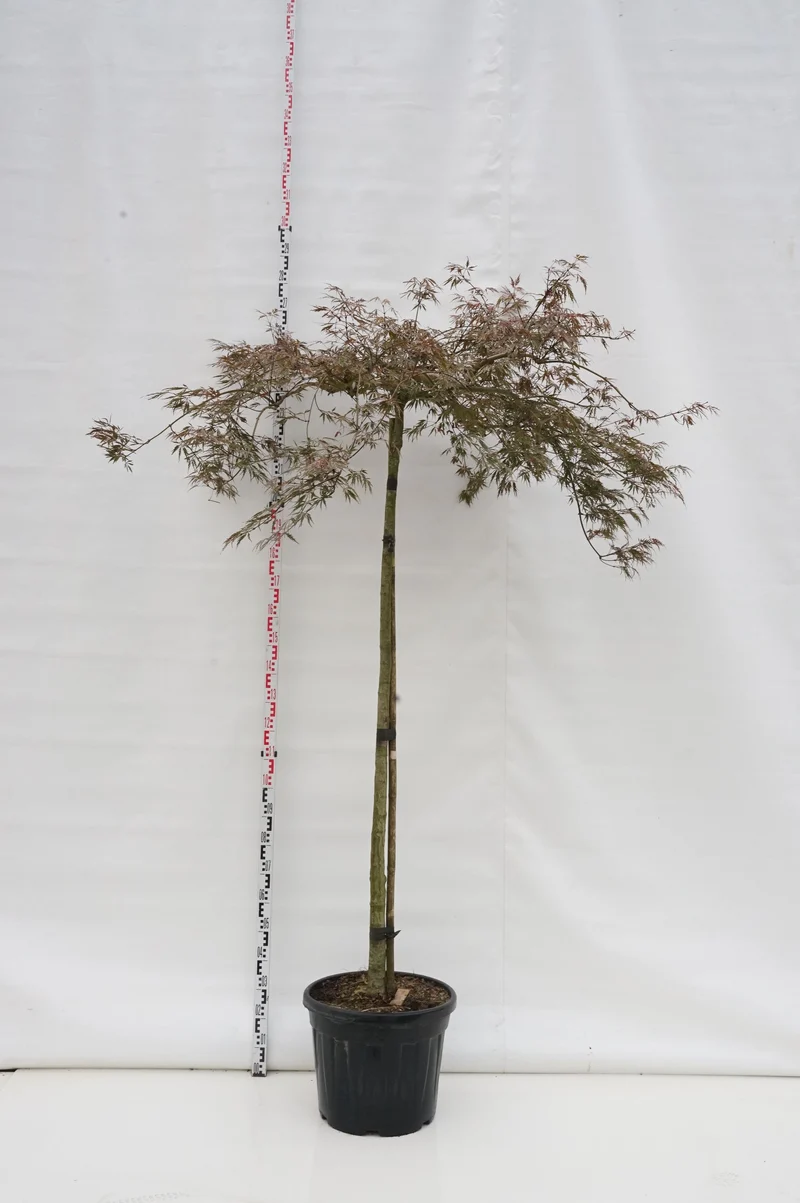 Acer palmatum 'Tamukeyama' 180 cm stam, omfång 10-12 cm, C50 (50 liters kruka)