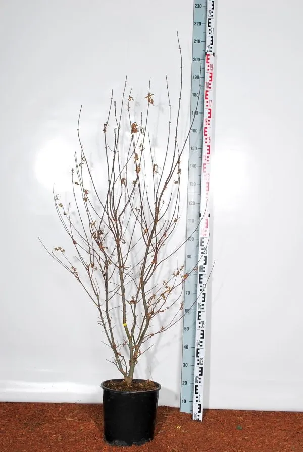Acer palmatum 'Skeeter's Broom' C35 (35 liters kruka) 175-200 cm