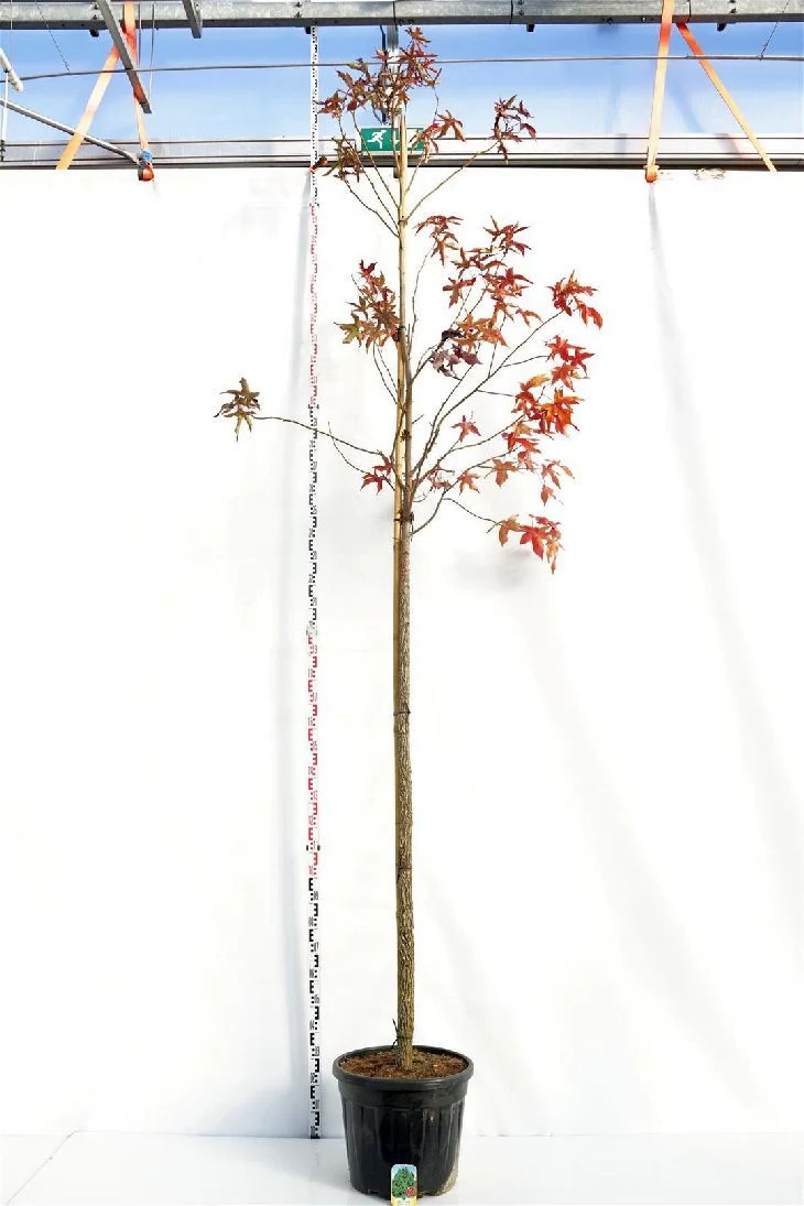 Liquidambar styraciflua 12-14 cm Högstam C55 (55 liters kruka)