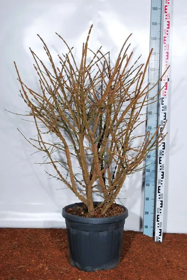 Euonymus alatus 'Compactus' C30 (30 liters kruka) 100-125 cm